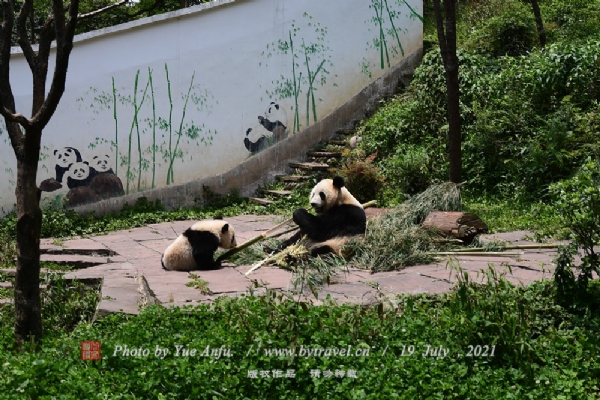 中国保护大熊猫研究中心雅安碧峰峡基地