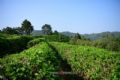 圣堂山野生茶