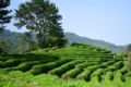 莲花高山茶