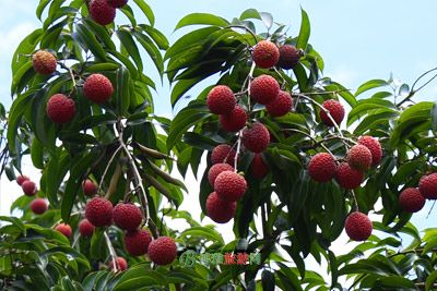 麻园荔枝