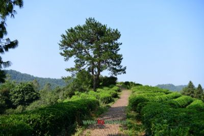 梵净山茶