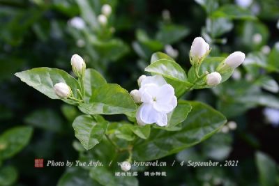 衡南茉莉花茶