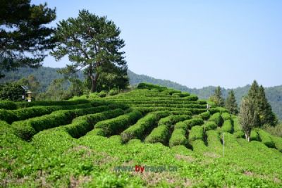 廉江茗皇茶