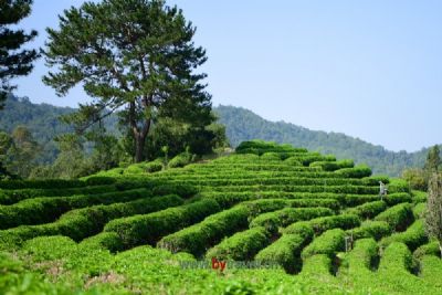 蒙洱茶