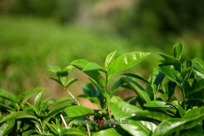 梁河回龙茶