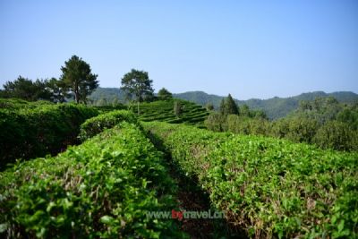 登仙湖茶