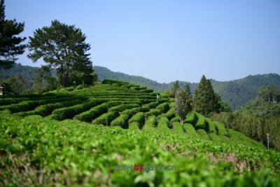 黄石溪名茶