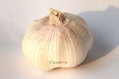 吉阳大蒜