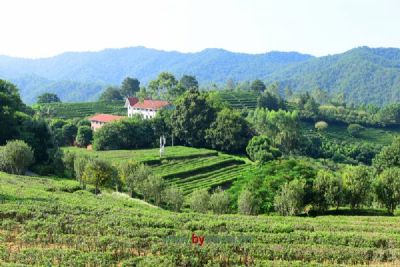 凤冈富锌富硒茶