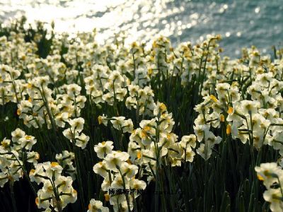 平潭水仙花