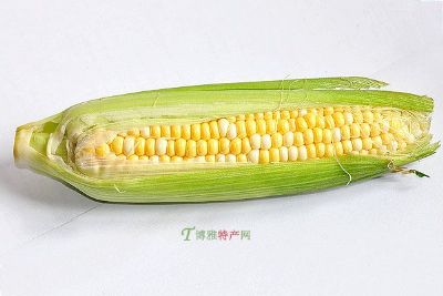 万全鲜食玉米