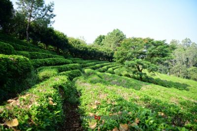 桂林漓江银针茶