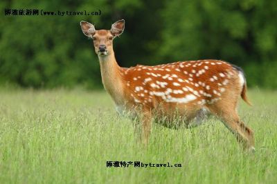 梅花鹿（鹿科）