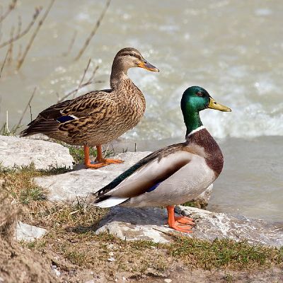 佳木斯绿头鸭