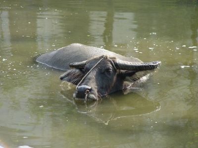 信阳水牛