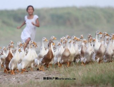 汉川麻鸭