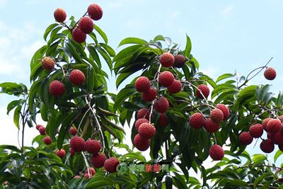 灵山荔枝