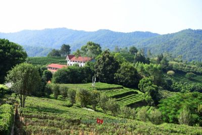 鸦山瑞草魁茶