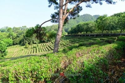 蒙山绞股蓝茶