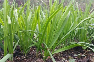 高密夏庄大金钩韭菜