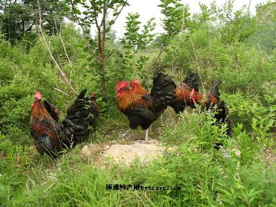 莱芜吉山黑鸡