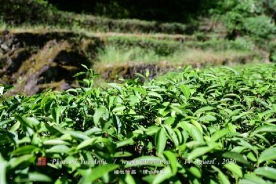 黄花山高山茶