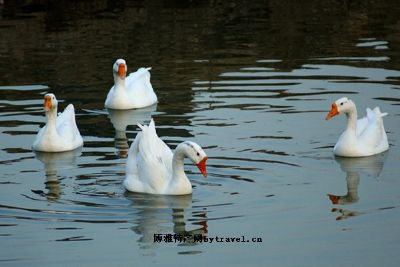 四川白鹅