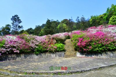 南川金佛山杜鹃