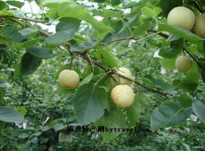 里高青花梨