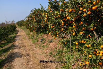 褒河蜜橘