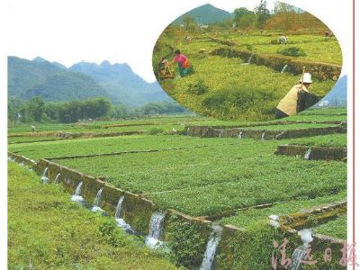 阳山西洋菜