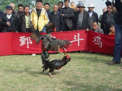 鄄城斗鸡