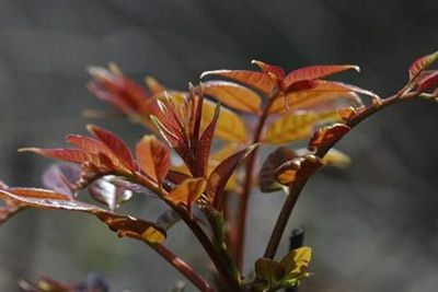 芮城香椿