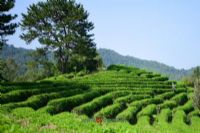 葛根茶土家（族）人的甘露